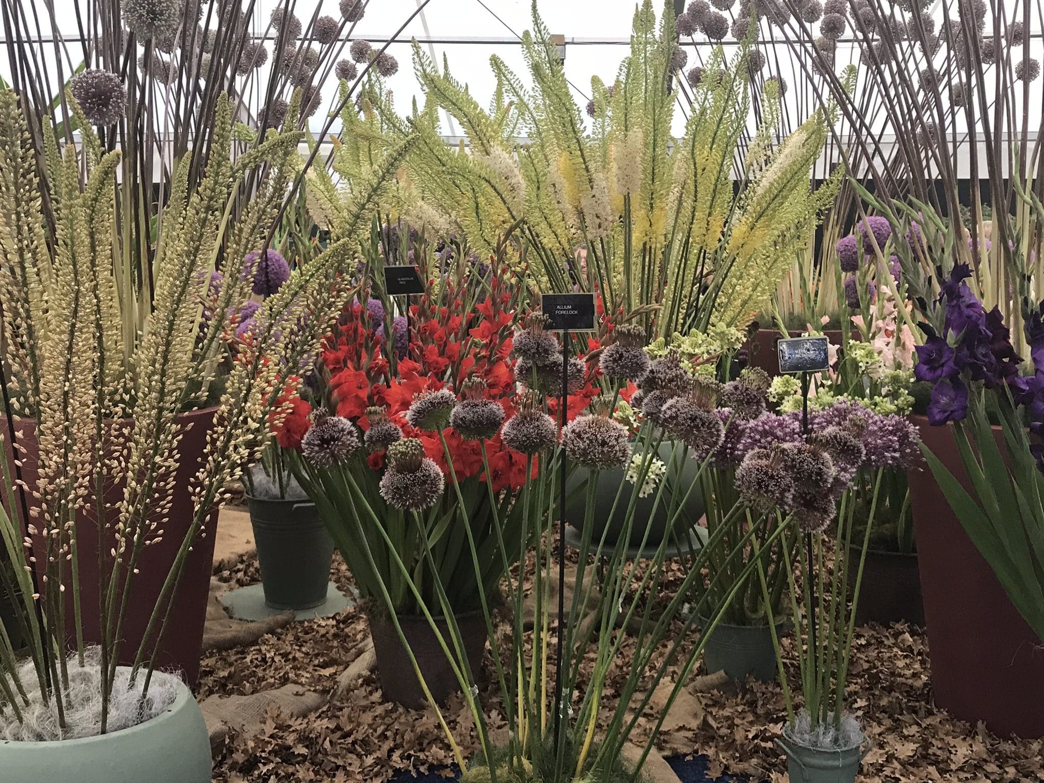 Read more about the article Chelsea Flower Show Winners